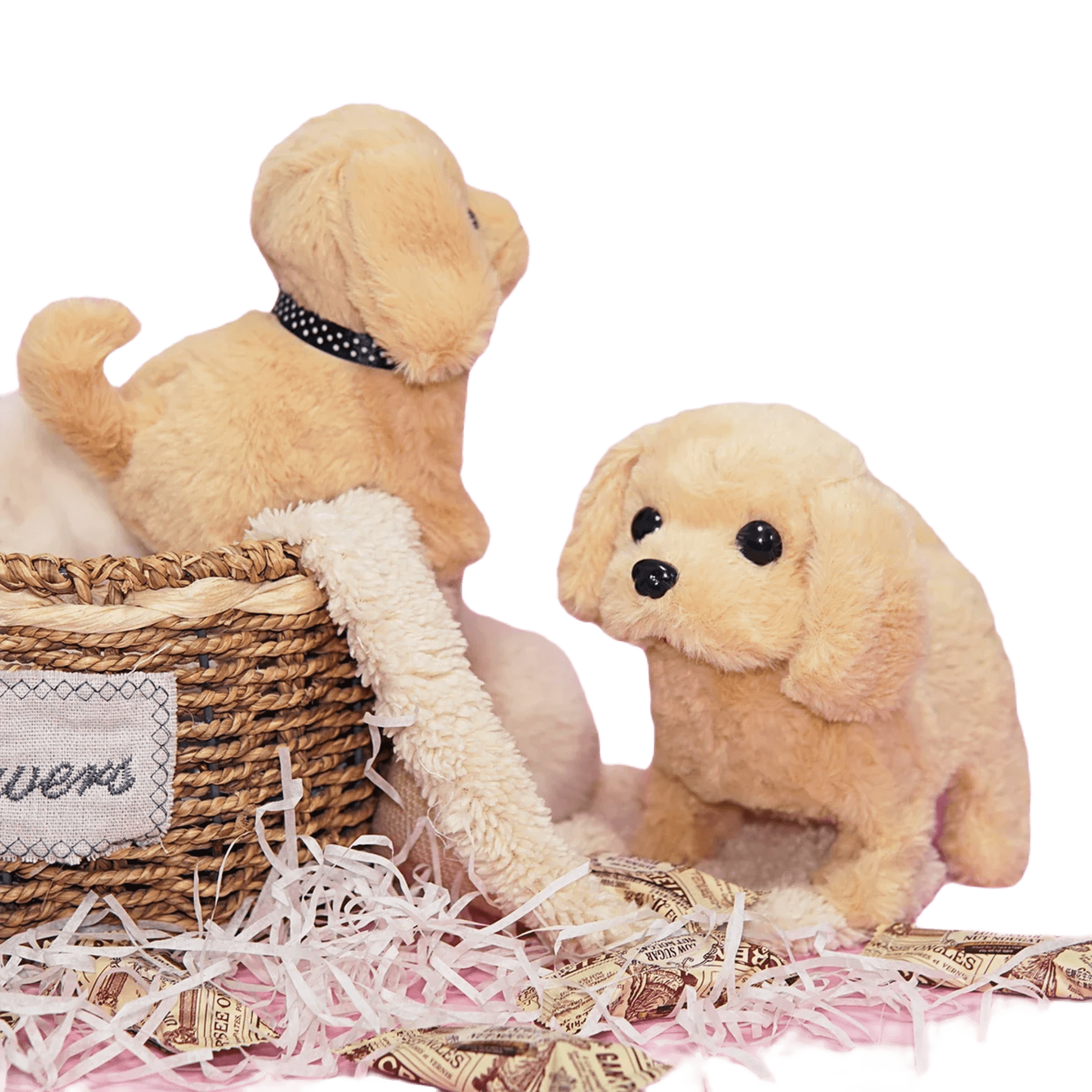 Cockapoo bamse