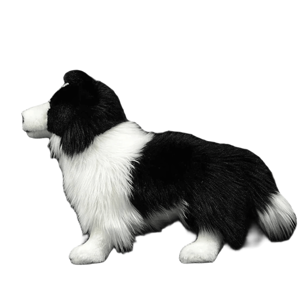 Border collie plys