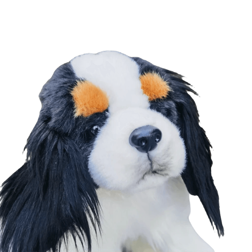 Cavalier king charles teddy