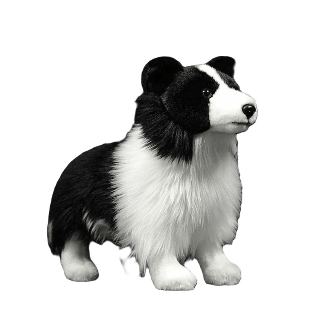 Border collie plys