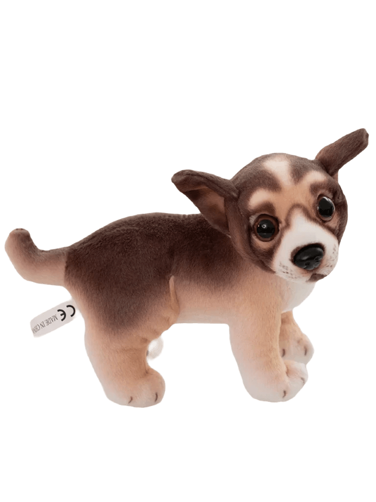 Chihuahua bamse